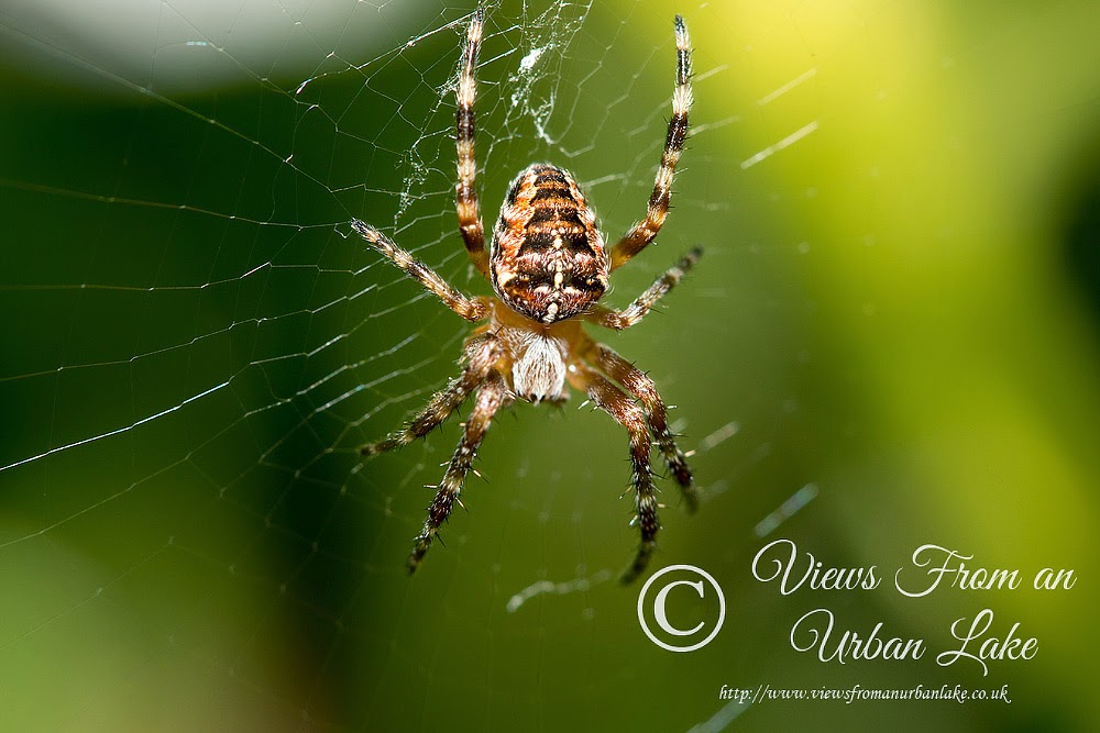 Spider sp? - Loughton, Milton Keynes