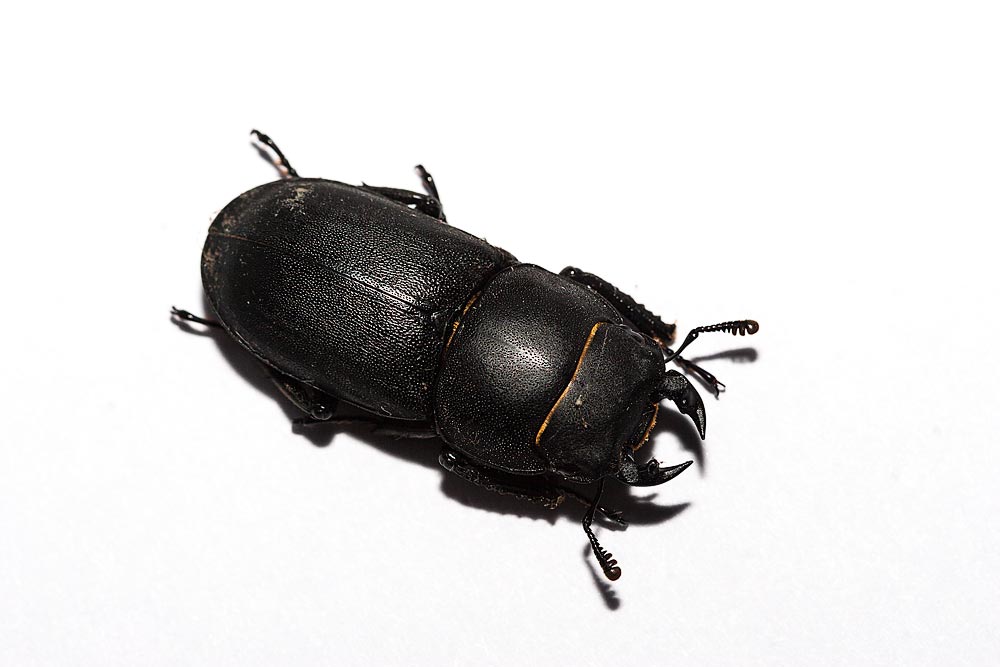 Lesser Stag Beetle - Milton Keynes