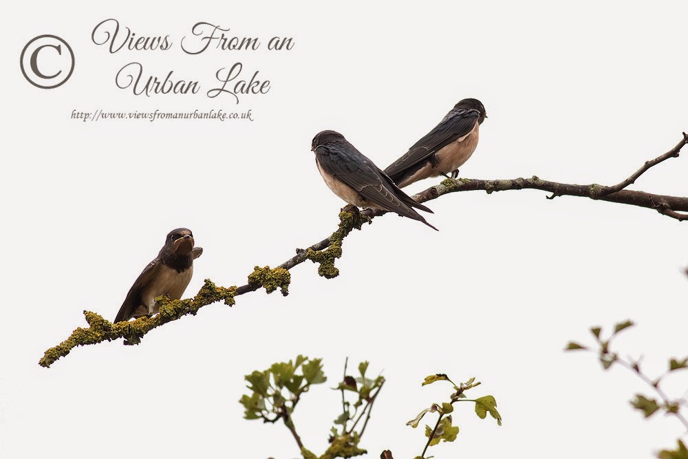 Three Swallows - Manor Farm, Milton Keynes