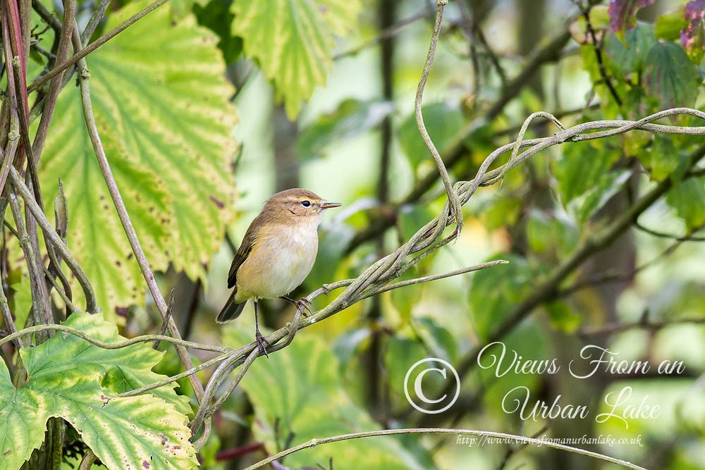 Common Chiffchaff - Wolverton Mill, Milton Keynes