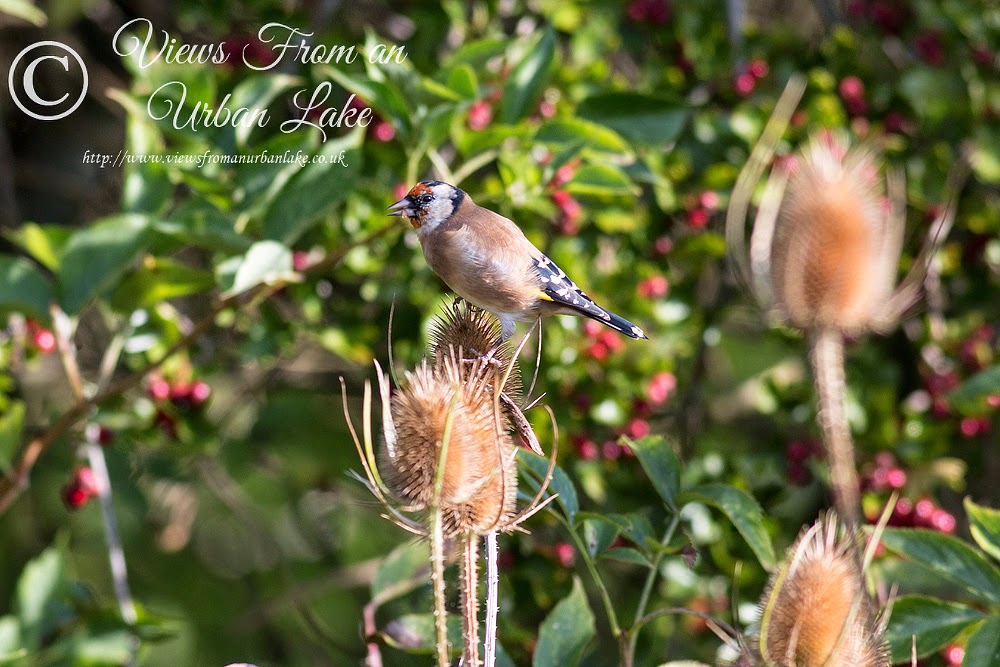 Goldfinch - Wolverton Mill, Milton Keynes