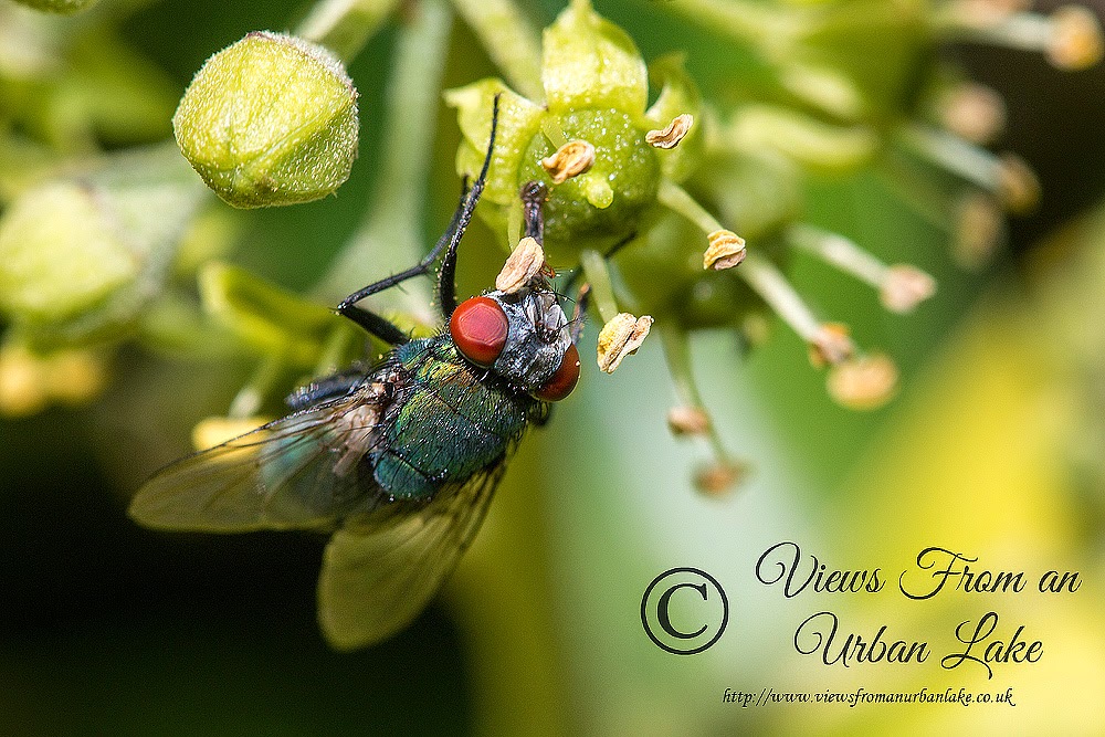 Fly Sp. (Lucilla Sericata) - Wolverton Mill, Milton Keynes