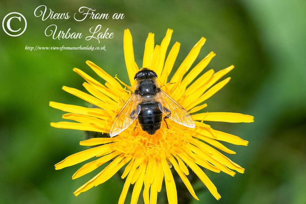 Eristalis Tenax - Manor Farm, Milton Keynes