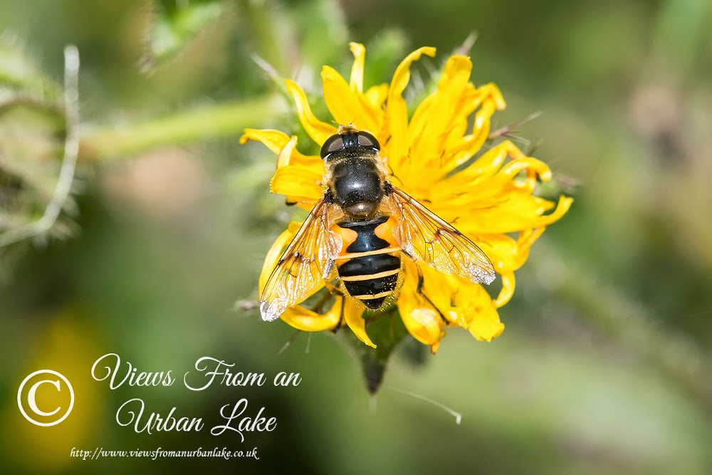 Eristalis Horticola - Old Wolverton, Milton Keynes