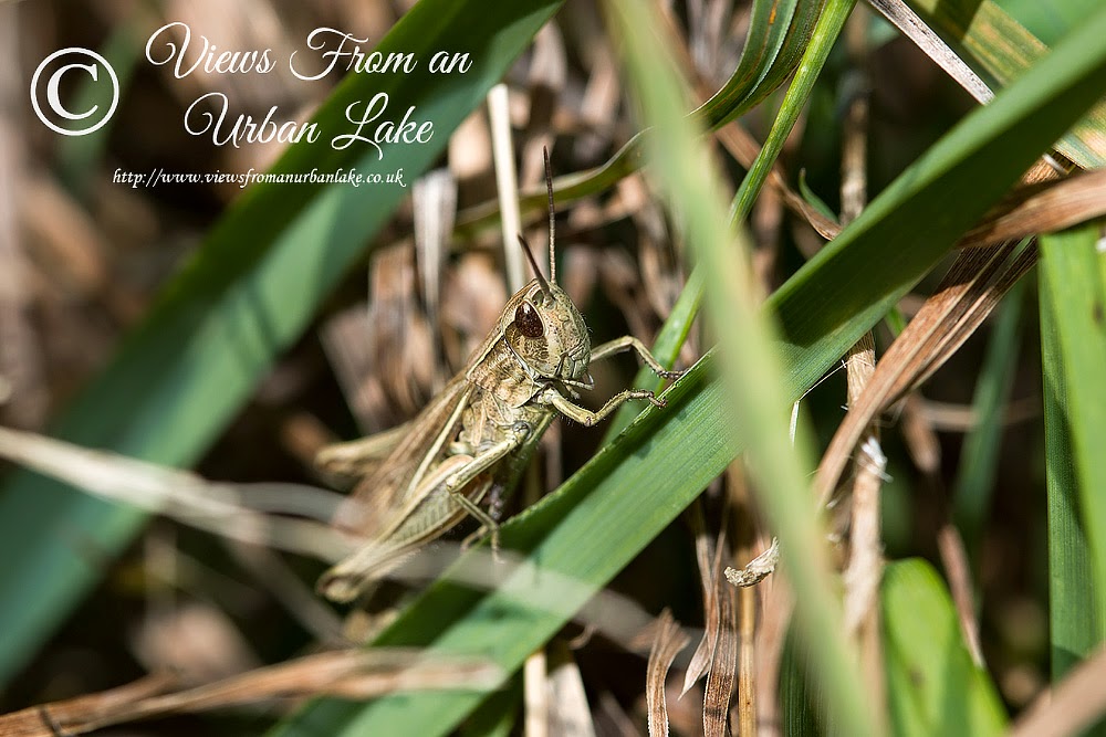 Meadow Grasshopper - Manor Farm, Milton Keynes