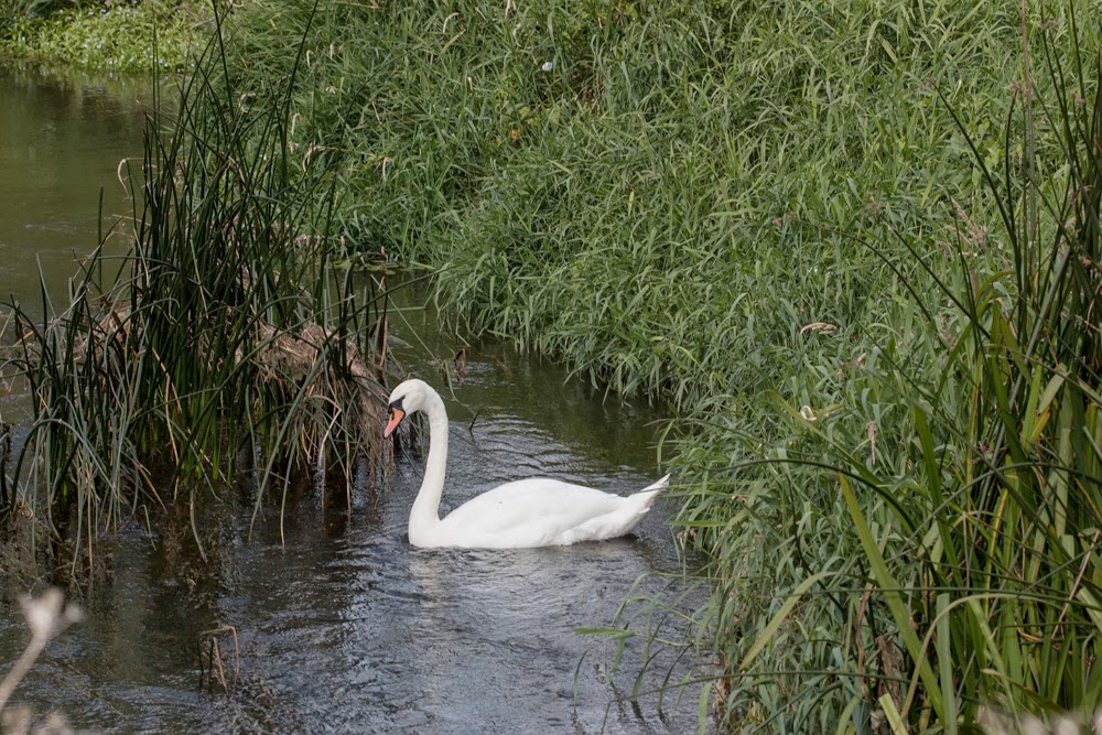 A Mute Swan along the river - Toby's First photo!!