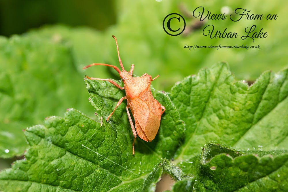 Dock Bug (I think but Pink/Orange?) - Cosgrove, Milton Keynes