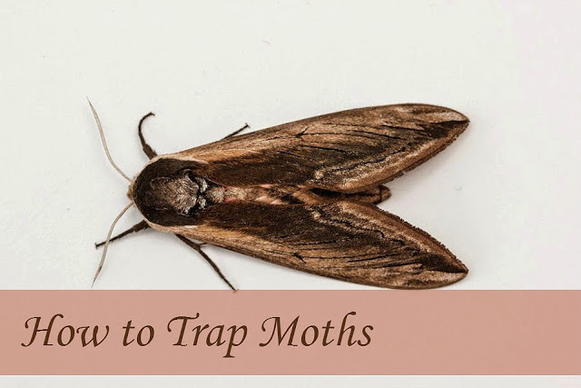 How to Trap Moths
