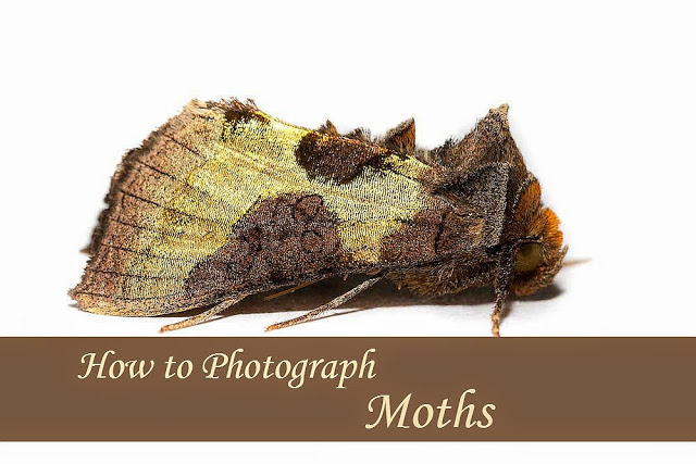 How to Photograph Moths - Views From An Urban Lake