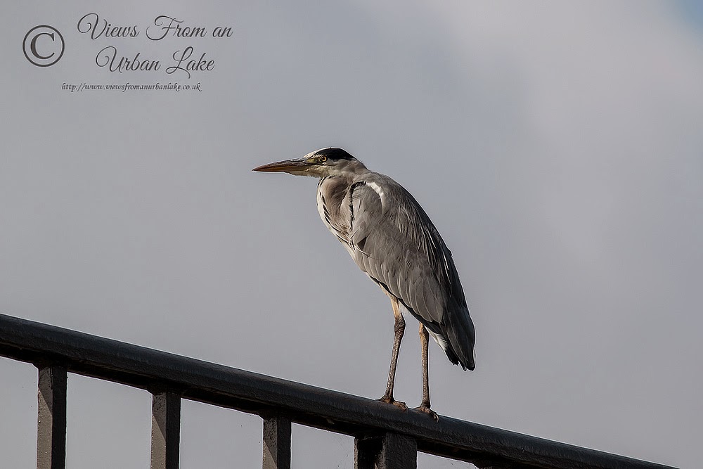Grey Heron stood on the Iron Trunk Aqueduct - Wolverton, Milton Keynes
