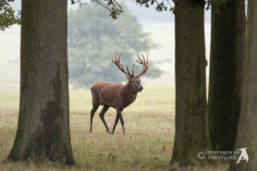 Red Deer Stag