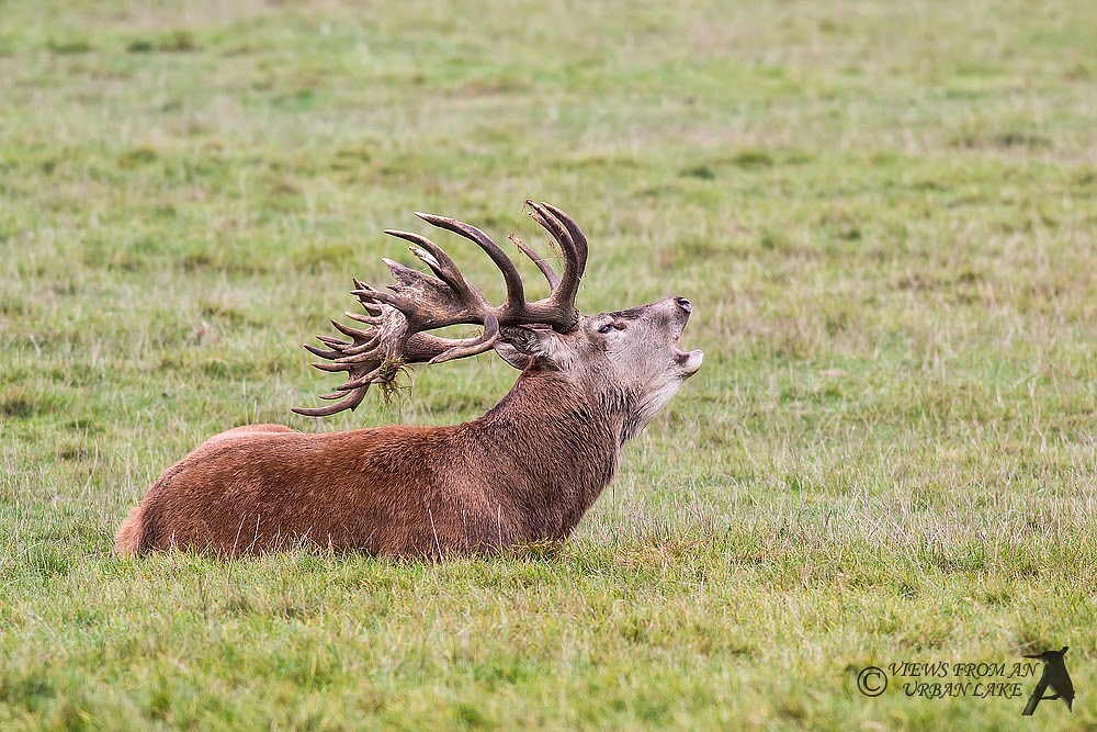 Stag Red Deer lying down and bellowing