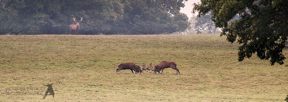 The Real Thing - Red Deer Rut (bit distant)
