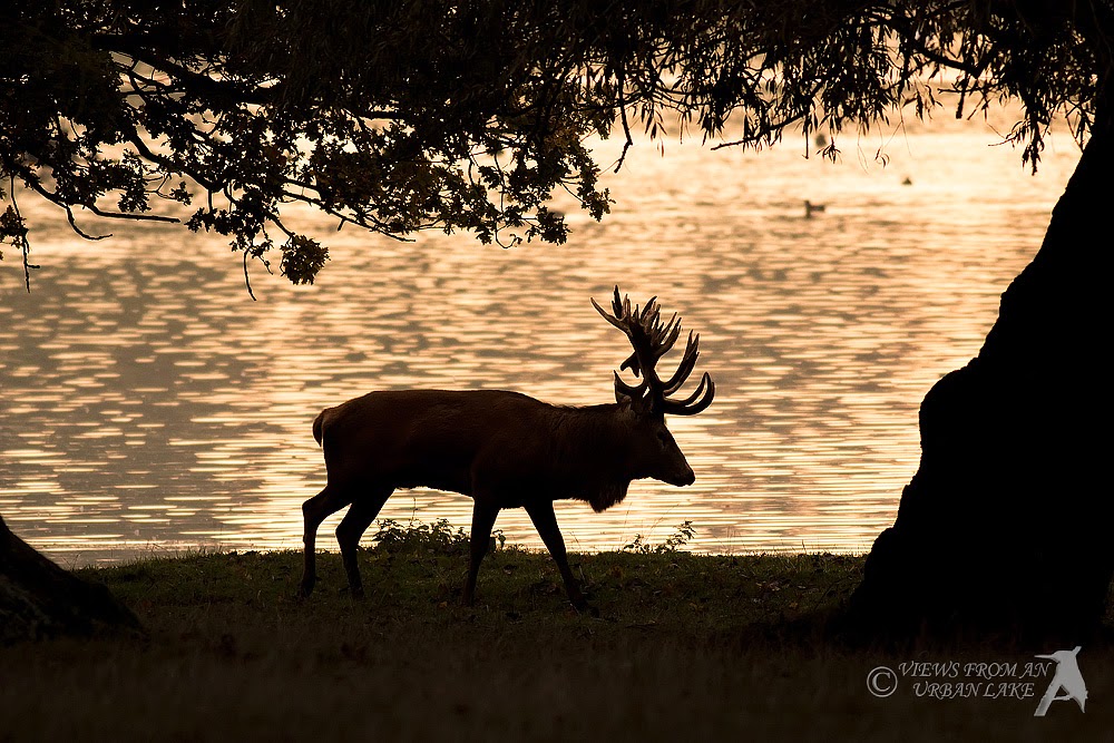 Red Deer in Silhouette early in the morning (sunrise)