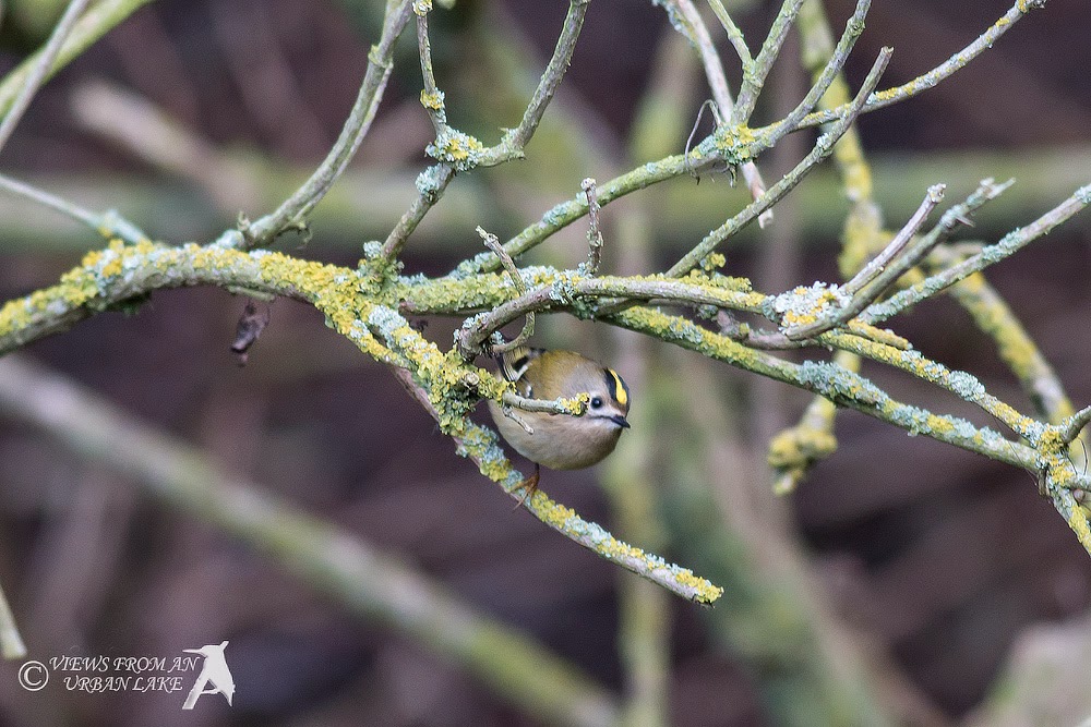 Goldcrest (heavy crop) - Manor Farm, Milton Keynes