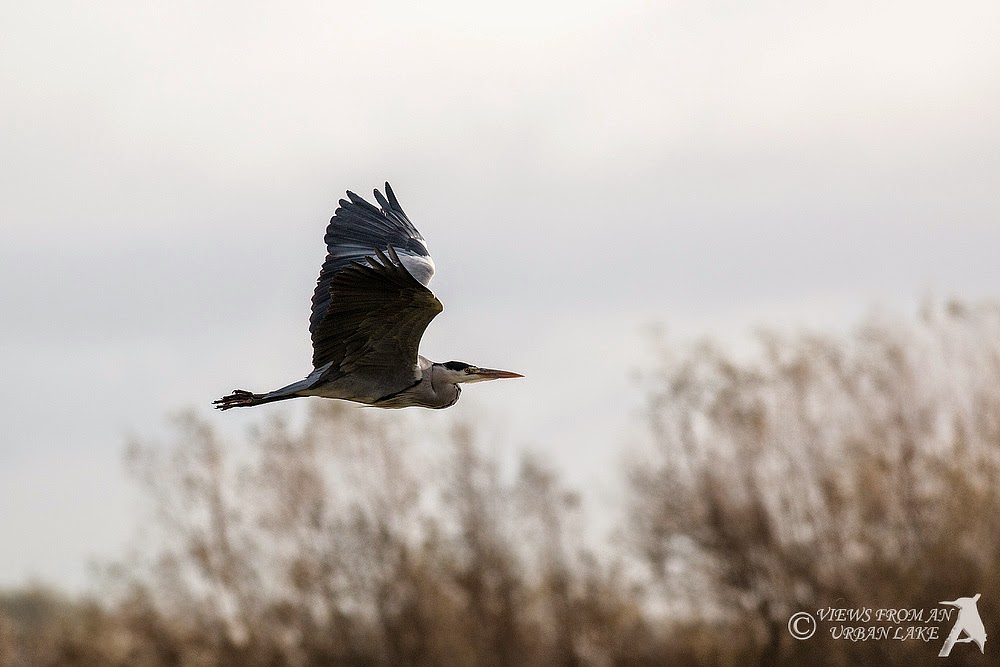 Grey Heron in flight - Manor Farm, Milton Keynes