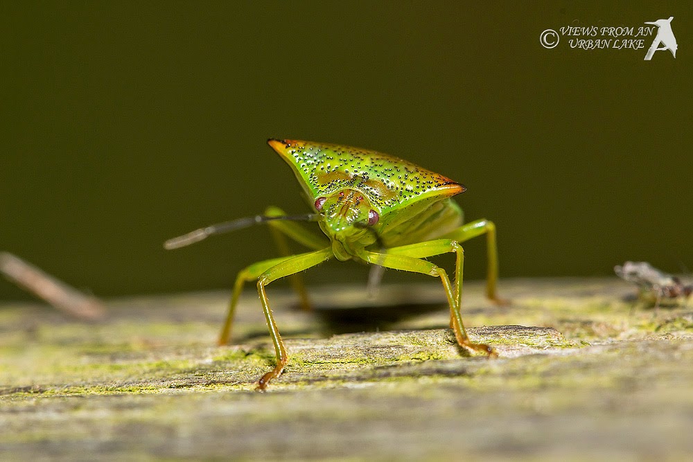 Hawthorn Shieldbug - Manor Farm, Milton Keynes