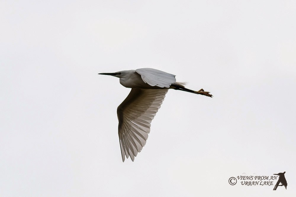 Little Egret in flight - Manor Farm, Milton Keynes