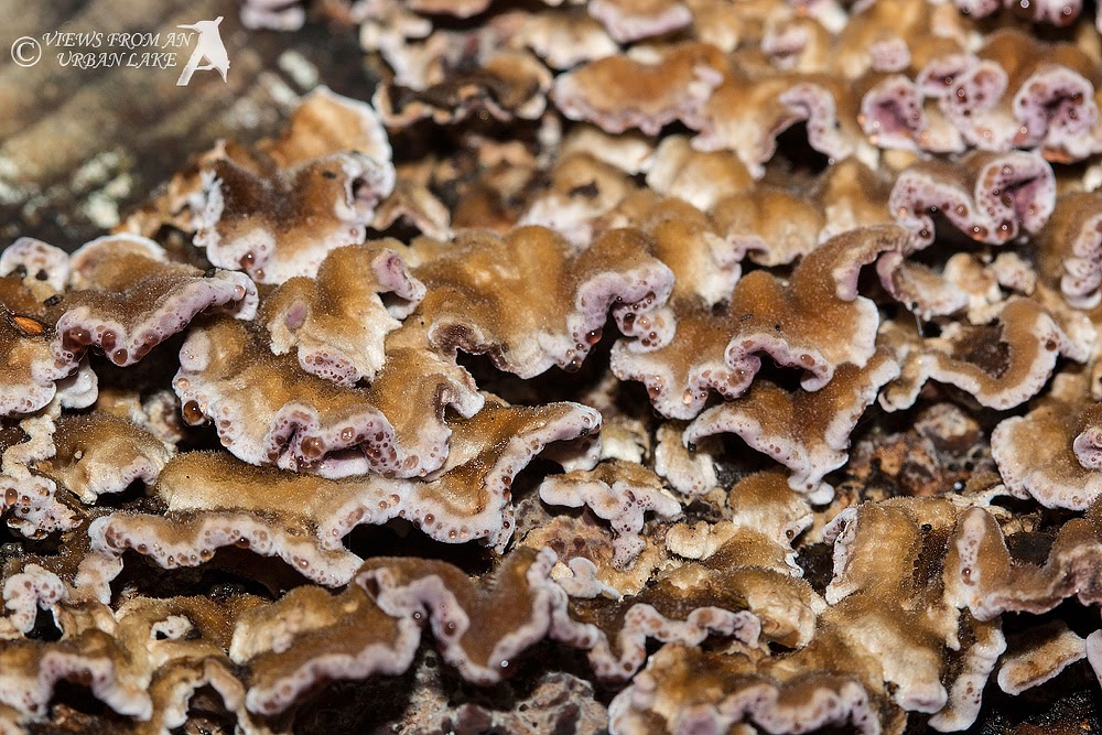 Brown and Purple Fungus - Old Wolverton, Milton Keynes