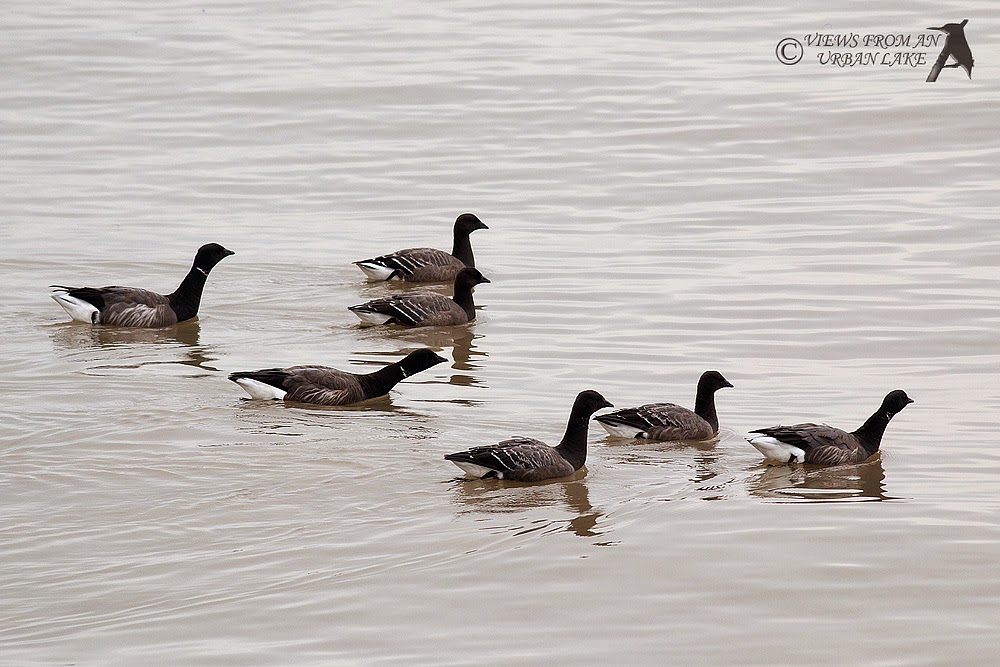 Brent Geese - Reculver, Kent