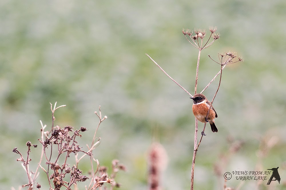 Stonechat (Male) - North Kent