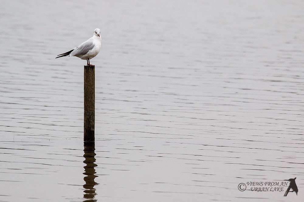 Black-Headed Gull on post - Willen Lake, Milton Keynes