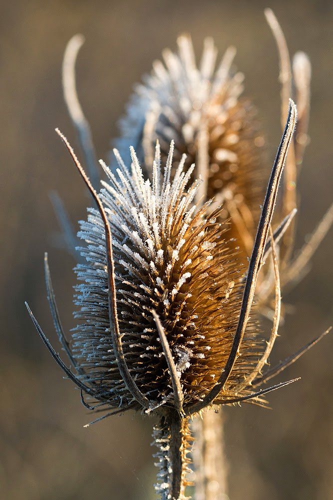 Teasels