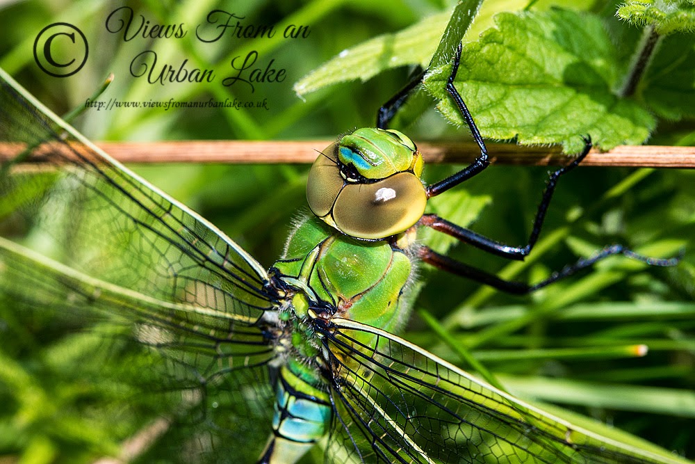 Emperor Dragonfly (Anax imperator) Photographed in Loughton Valley Park, Milton Keynes 2014