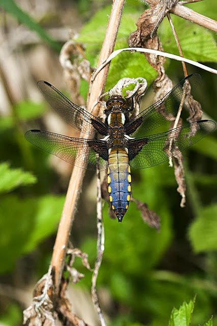 Broad-Bodied Chaser Male (Libellula depressa) photographed in Linford Wood, Milton Keynes, 2012