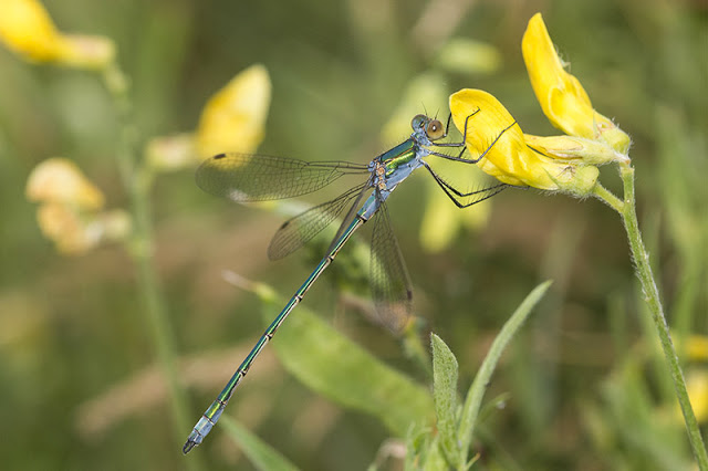 Emerald Damselfly (Lestes sponsa) - male, photographed in Tattenhoe Park, Milton Keynes, 2017 - Dragonflies of Milton Keynes