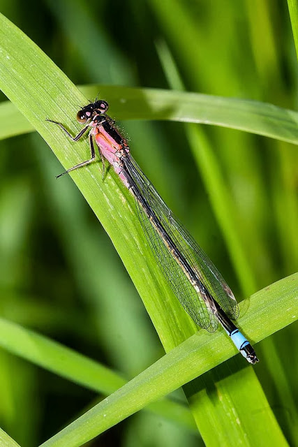 Blue-tailed Damselfly female of the rufescens colour form (Ischnura elegans) at rest, photographed on lodge lake