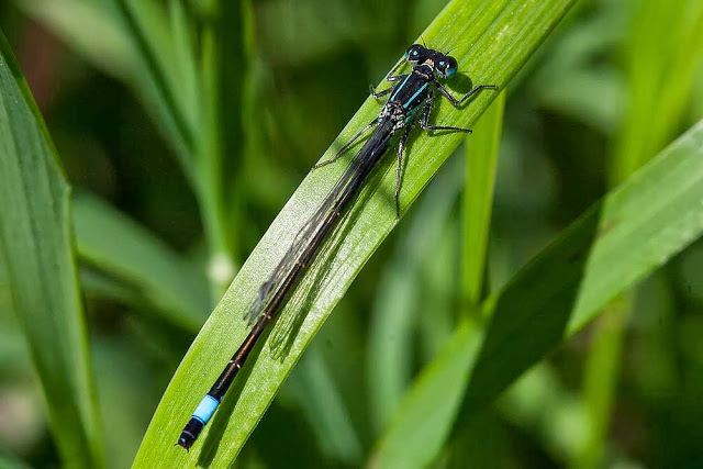 Blue-tailed Damselfly male (Ischnura elegans) at rest, photographed on lodge lake, 