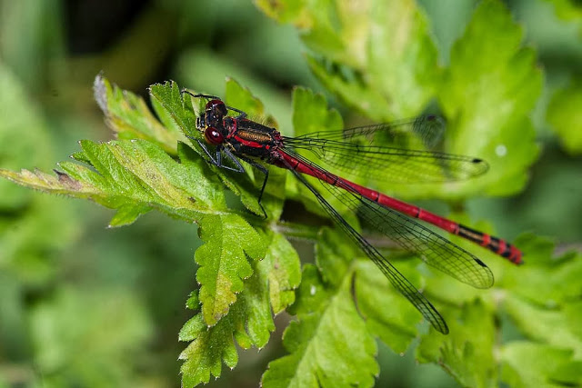 Large Red Damselfly, Male (Pyrrhosoma nymphula)