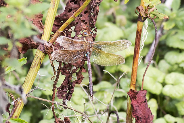 Brown Hawker (Aeshna grandis) - Manor Farm, Wolverton, Milton Keynes, 2015 - Dragonflies of Milton Keynes