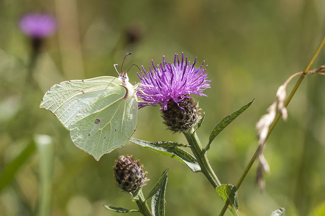 Brimstone butterfly