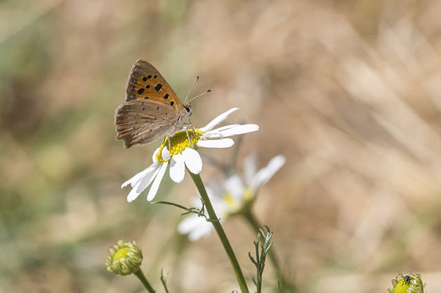 Small copper butterfly