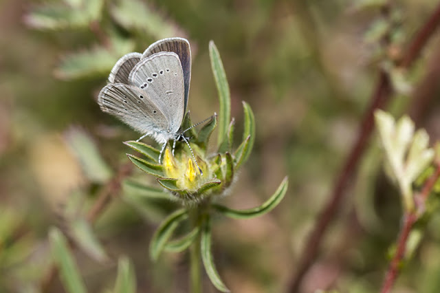 Small Blue butterlfy