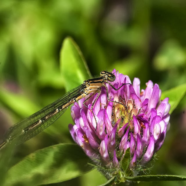 Common Blue Damselfly Female (Enallagma cyathigerum) photographed in Stonepit Park, Milton Keynes (2012)