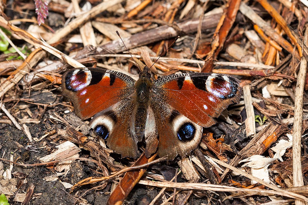 Peacock butterfly