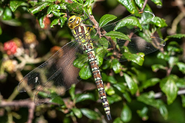 Female Southern Hawker (Aeshna cyanea), at rest, photographed, Lodge Lake, Milton Keynes, 2012 - Dragonflies of Milton Keynes