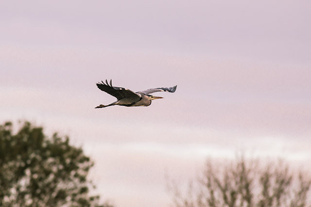 Flying Grey Heron - on of the Highlights of 2500 Miles Nov Update