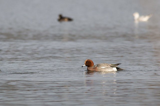 Wigeon swimming