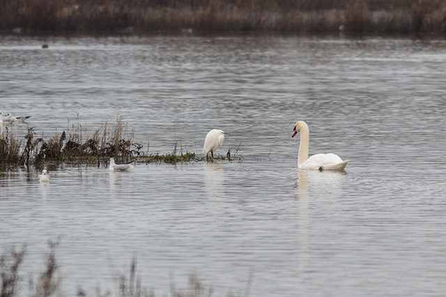 Egret and Swan