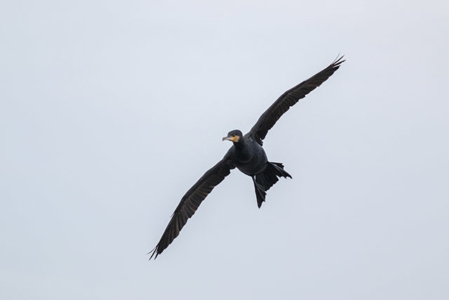 Cormorant coming in to land