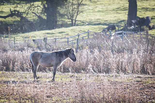 Winter has Arrived at the Floodplain Forest - Back lit Konik Pony at th Floodplain Forest Nature Reserve