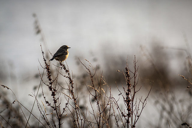 A Backlit female Stonechat at the Floodplain Forest Nature Reserve