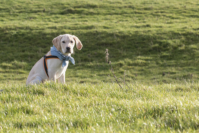 Meet Colin the Dog - Labrador Retriever puppy sat in grassy field