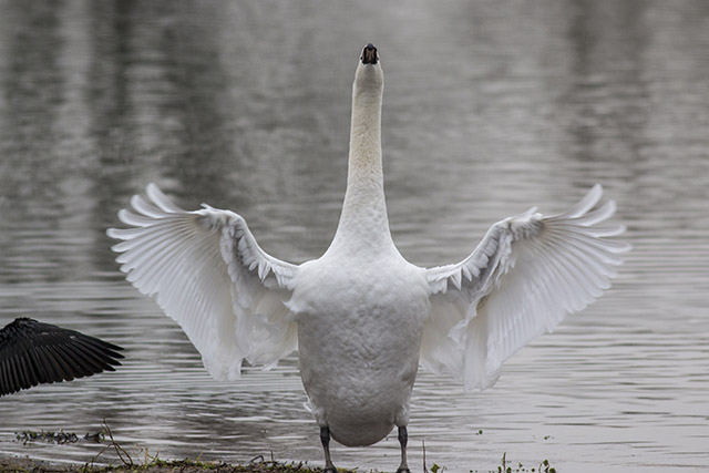 Praise The Lord - Mute Swan looking to heaven