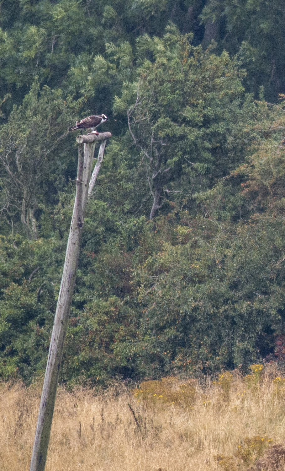 A crop of the above Osprey at Rutland water