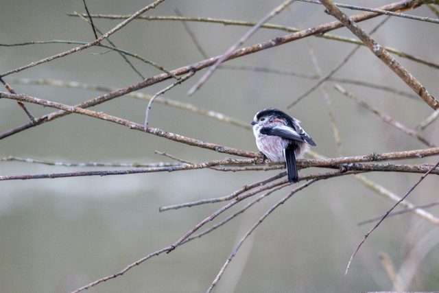 Long-tailed tit - Peaceful Sunday Morning Wanderings at the Floodplain Forest